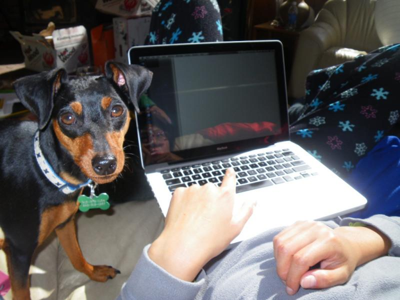 Illustration for article titled Why Do Pets Always Walk On asdfadvcasdfasdf Computer Keyboards?